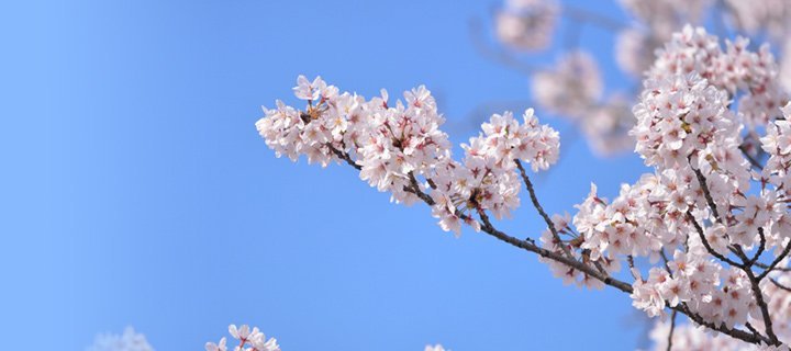 桜の花（素材画像）